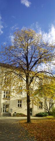 Bild: Herbstbaum aus 2 Bildern zusammengefügt!